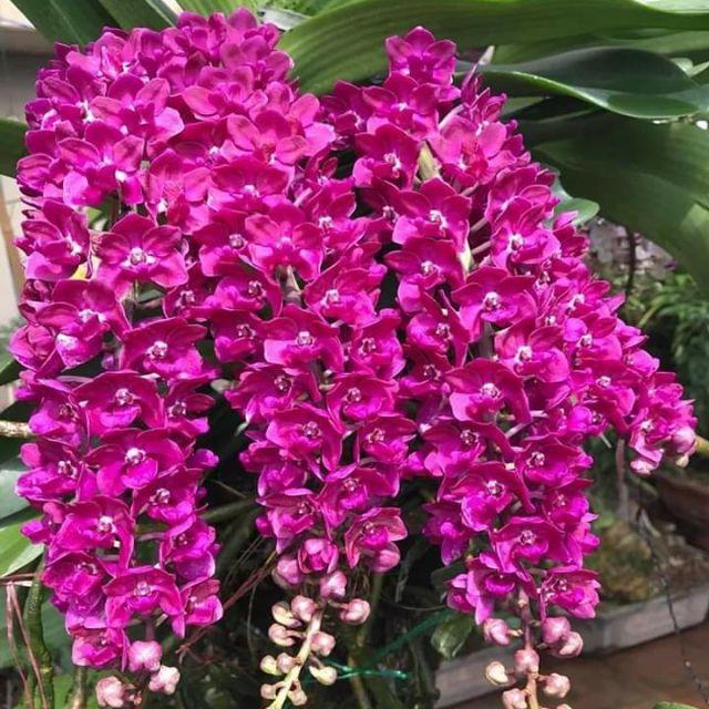 Vua Kích Hoa NaNo+ - Kích thích hoa nở đồng loạt, bông to, bền màu, lâu tàn cho hoa Hồng, hoa Lan, hoa giấy, hoa mai, Cẩm Tú cầu, hoa cúc 2