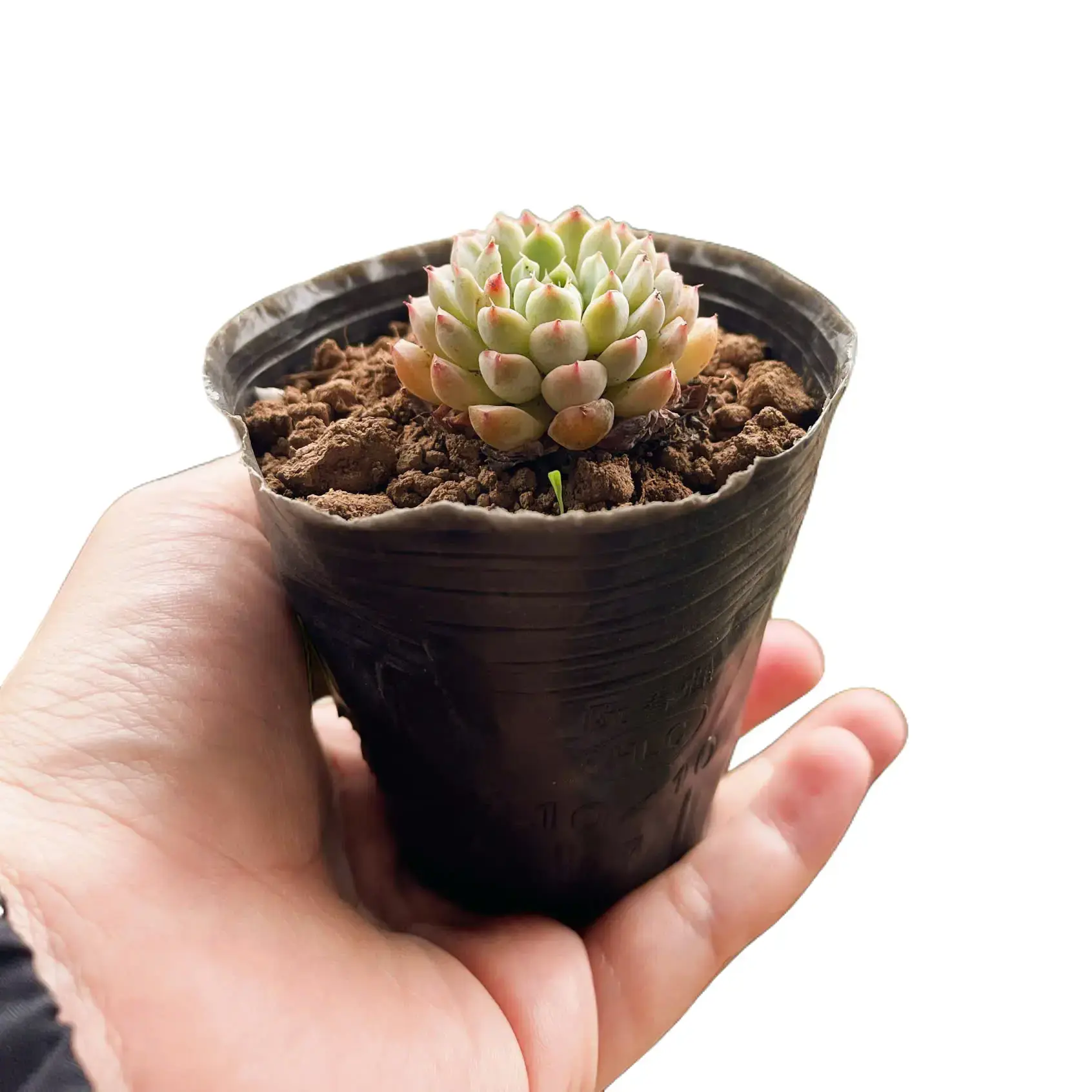 Sen đá size mini 2.5-4cm , cây sen đa,s sen đá đẹp trang trí nhà cửa