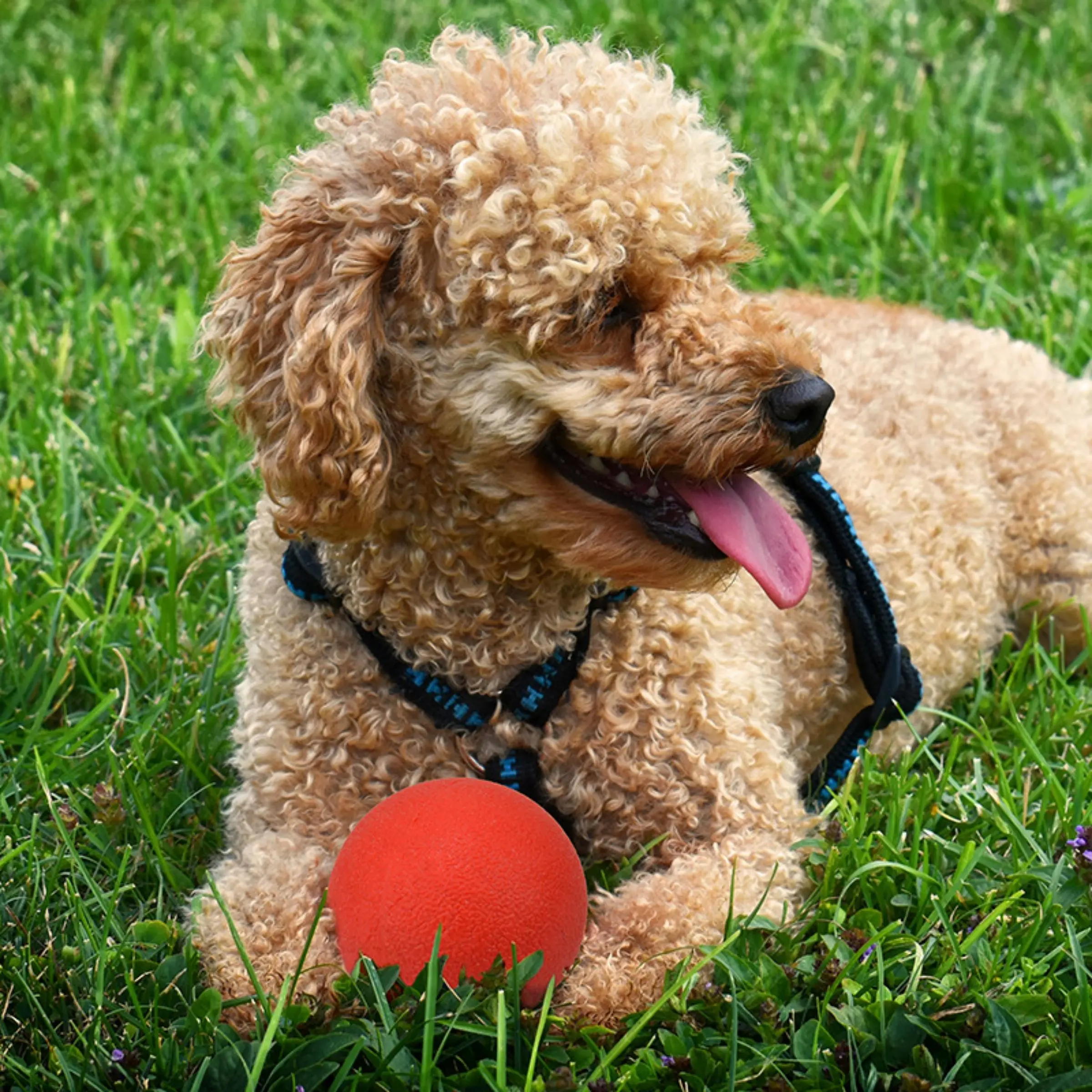 Indestructible Solid Rubber Ball, Pet Dog Toy, Training Chew Play Fetch Bite Toys, Dog Supplies, Puppy Dog Toys for Large Dogs
