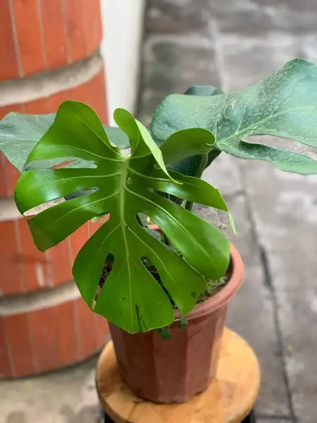 cây trầu bà nam mỹ loại cao 38cm size lá 20cm  hàng 4 lá trang trí nhà cửa cây để bàn , phòng làm việc