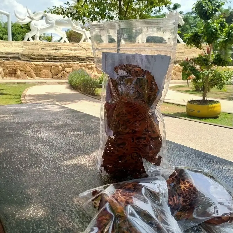 Sarang semut Papua Myrmecodya pendants 1