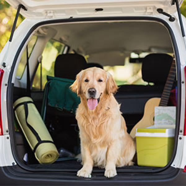 Product Introduction of Large Car Boot Organiser Back Seat Hanger Tidy Storage Bag Pocket Hanging Pouch 13