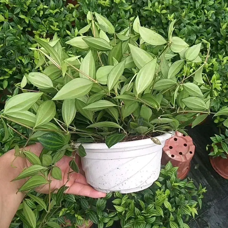 Chậu cây Bình an treo sức sống cao, Tiệm cây xanh lá 4