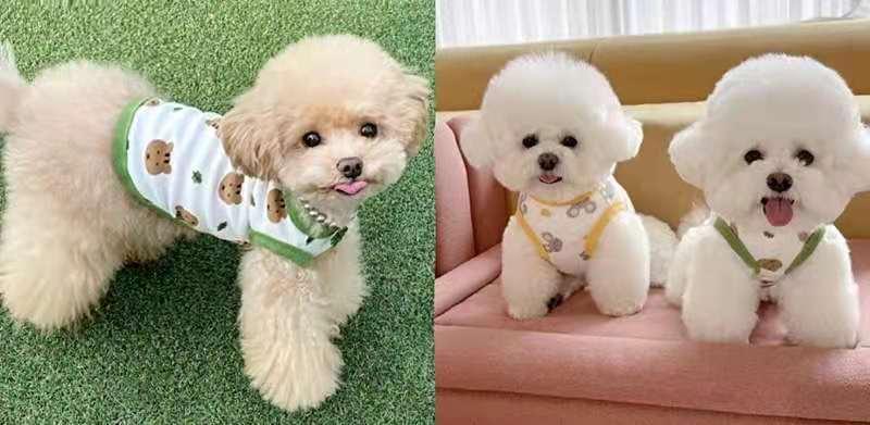 Product Introduction of Áo Vest Cho Chó, Thiết Kế Gấu Bông Teddy, Mèo, Pomeranian, Schnauzer, Chó Nhỏ, Quần Áo Thú Cưng, Thích Hợp Cho Mùa Hè, Hàng Mỏng 11