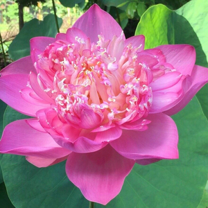 Phúc An Tã Bỉm Chính Hãng