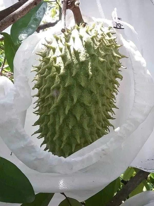 [ 20*25 ] 100 CÁI TÚI VẢI BAO BỌC XOÀI. NA THÁI,LÊ.BƠ,CAM... TÚI BAO BỌC TRÁI CÂY lưới  che