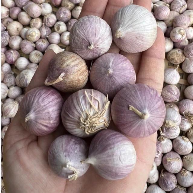 Tỏi Cô Đơn tỏi mồ côi tỏi một nhánh dùng làm tỏi đen Gia Vị Bột Sen Cay hat nem