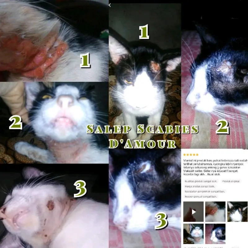 Salep Scabies dan Jamur DAmour