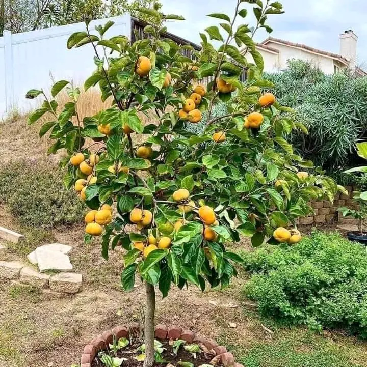 Cây Giống Hồng Giòn (không hạt, không cần ngâm)