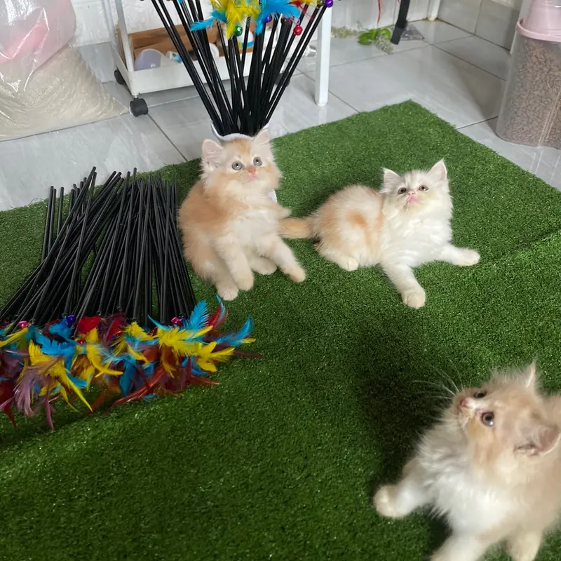 Mainan kucing stik bulu ayam 1