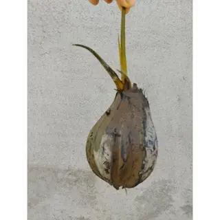 Cây Dừa Nước trồng thủy sinh, bờ kênh chống sạt lỡ 0