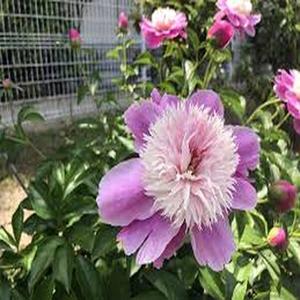Pétalos Morados Translúcidos de Textura Delicada Joyería Floral de Encanto Mágico 100 piezas Peonía Zixian (Flor de Hada Morada) Ideal para Arreglos Florales de Jardín Botánico y Decoración de Terraza Elegante