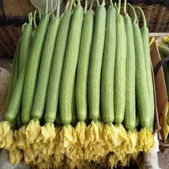 Hạt giống mướp hương siêu dài năng suất cao