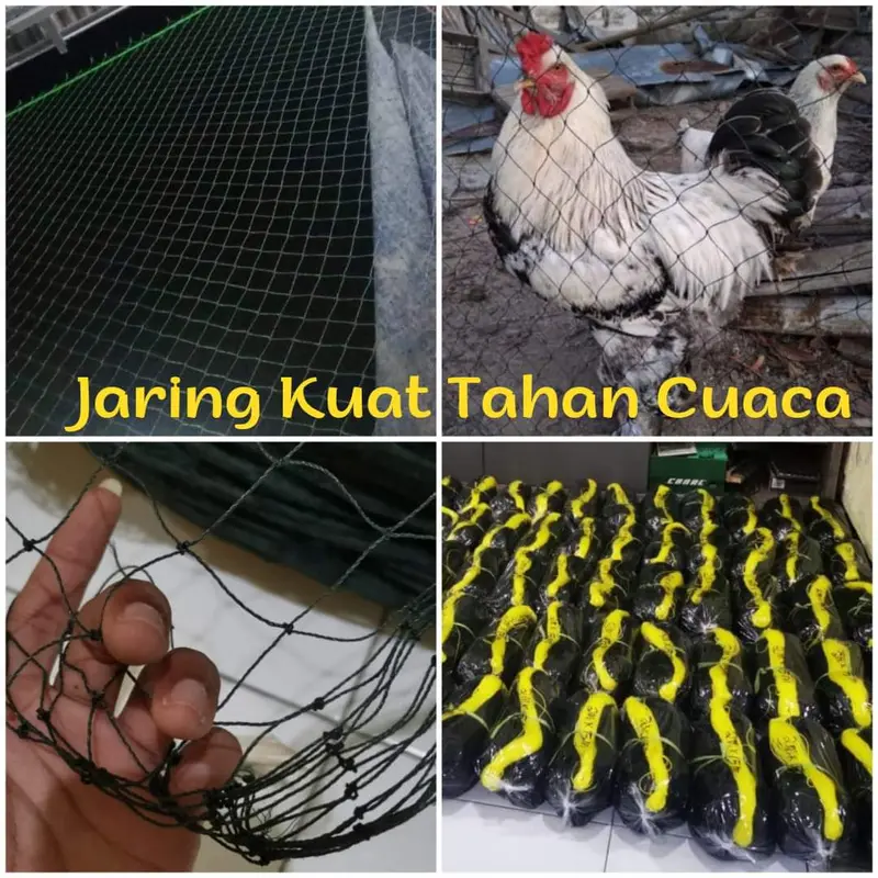 Jaring Ayam lebar 5 Meter x panjang 20-25 meter 6