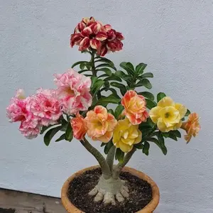 ADENIUM BUNGA TUMPUK / TANAMAN HIAS ADENIUM HIDUP ADENIUM JEPANG ID 4 WARNA BATIK Bibit Terlaris