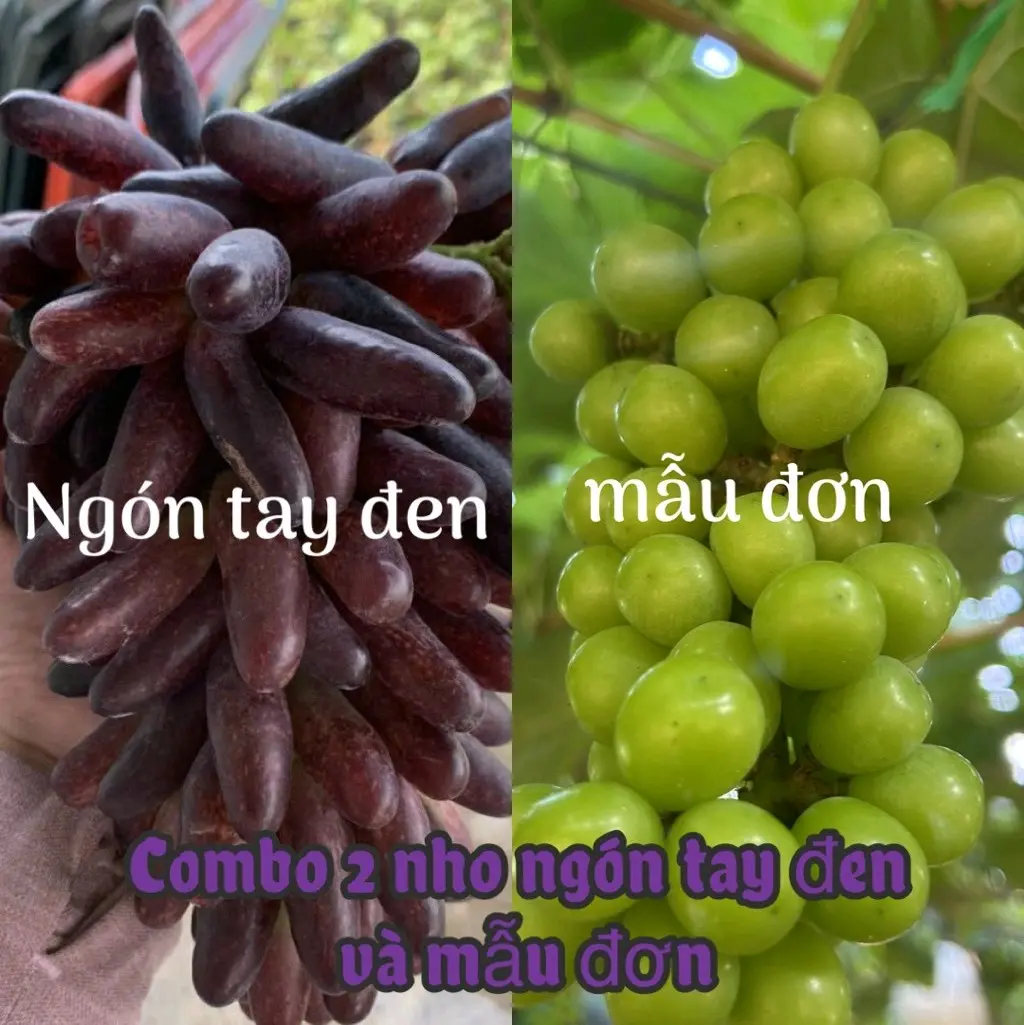 Combo 1 cây nho ngón tay đen và 1 cây nho mẫu đơn