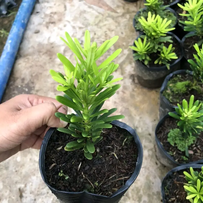 Combo 3 cây Tùng Kim Cương Zin 120k freeship, cây giống dâm cành cao 12-13cm 1