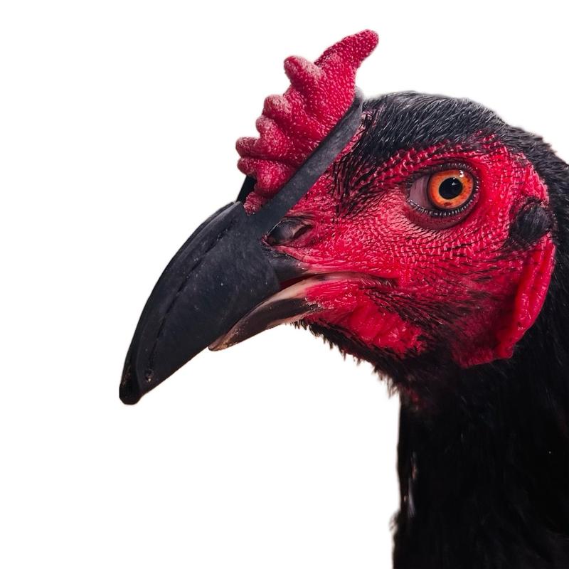 Bịt Mỏ Cho Gà Đòn 4 Cái - Giảm Khả Năng Cắn Mổ Và Sát Thương