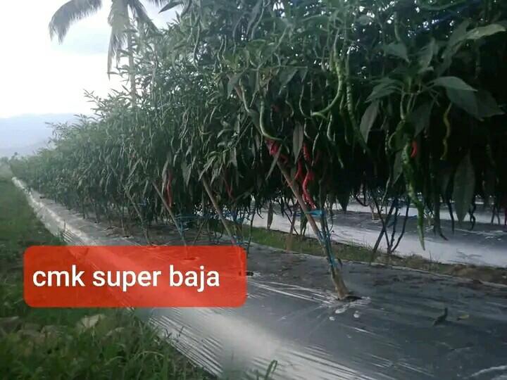 original 10gr bibit/benih cabe cmk super baja