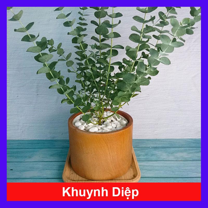 Cây khuynh diệp Silver Dollar cây tỏa mùi thơm như cây hương thảo đuổi côn trùng và hương thơm dễ chịu giảm stress