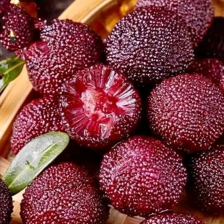 cây giống thanh mai, cây ghép mắt, nhập khẩu nguyên cây 2