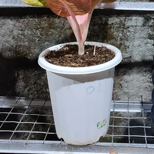 Pot Yogap Putih (harga Aglao 410-600)