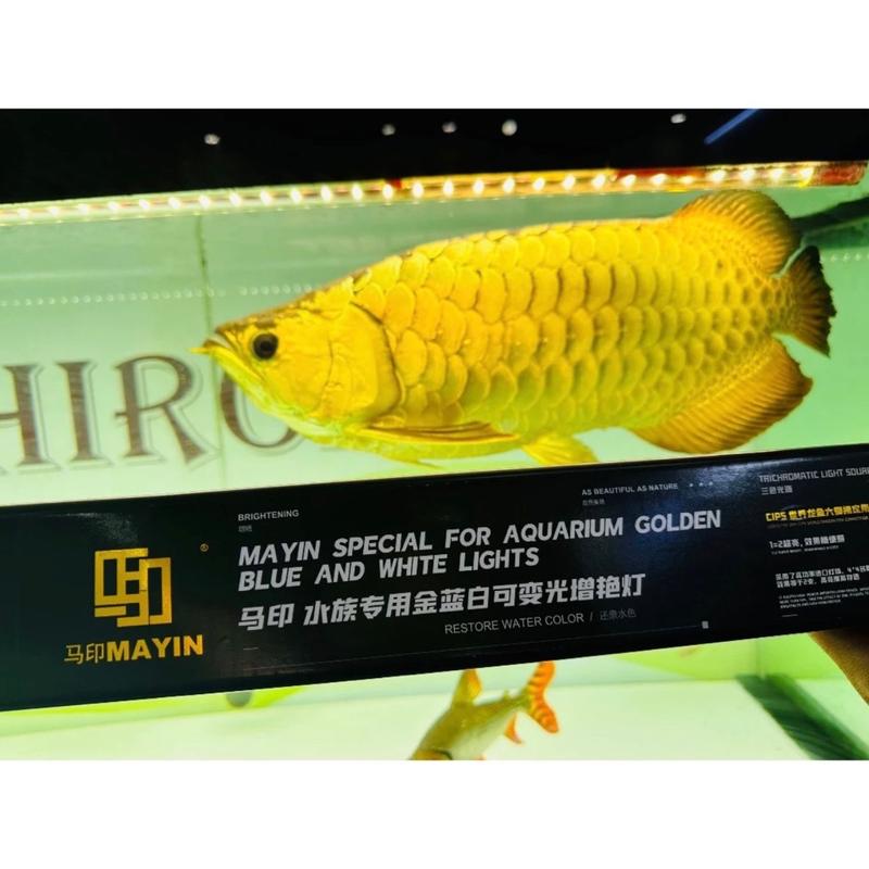 Mayin Đèn Mayin Vàng Cho Bố Mẫu Mới Của Mayin Cam Kết Hàng Chính Hãng Bảo Hành Lỗi 1 Đổi 1 Dùng Cho Bể Cá Cảnh Bể Thuỷ Sinh Size Đa Dạng 52cm - 172cm