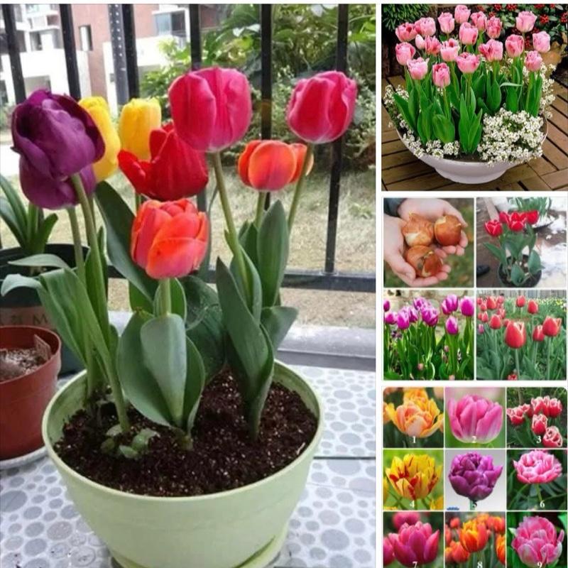 COMBO 10,20,30 CỦ HOA TULIP ĐỦ MÀU giá sỉ