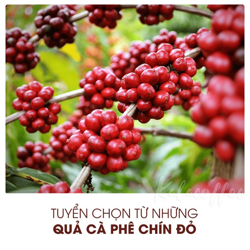 500g Cà phê Hạt Culi gu Đặc Bệt Kalacoffee Nguyên Chất 100% Đắng Mạnh Thơm nhẹ, Đậm đà, hậu ngọt 1