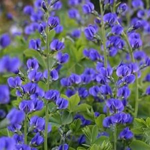 10 granos Semillas de Glicinia Azul Trepadora Floración Abundante Fácil Cultivo Ideal para Jardín Vertical