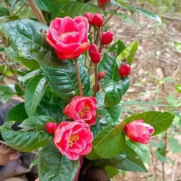 Cây Hải Đường hoa đỏ rực rỡ
