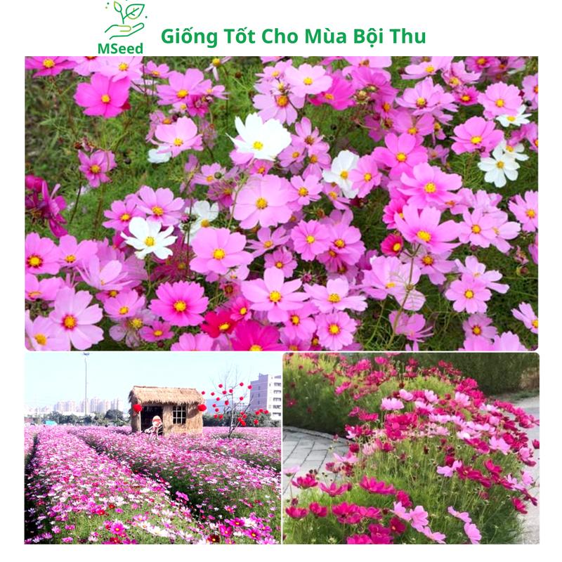 Hạt giống Hoa Sao Nhái đủ màu siêu dễ trồng- MSeed