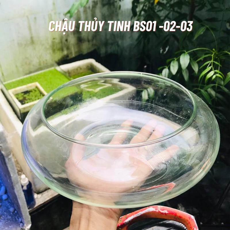 BS - Bể cá mini tròn để bàn, chậu thủy tinh trồng cây thủy sinh, chậu thủy tinh trang trí