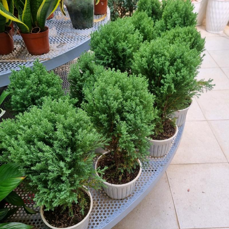 Cây tùng bồng lai - cây cảnh để bàn   Decor 0