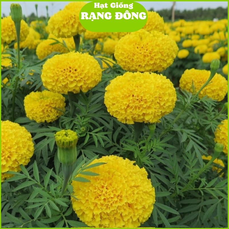 Hạt Giống Hoa Vạn Thọ Pháp Lùn F1 Và.ng Chanh (Gói 10 hạt) Cây lùn 30-40cm, dễ trồng