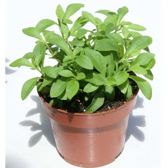 Hạt giống cây cỏ ngọt stevia (5 hạt) - cây dược liệu, tốt cho sức khoẻ 2