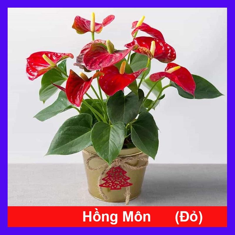 Cây Hồng Môn Đỏ - cây cảnh phong thủy mang lại may mắn và hạnh phúc