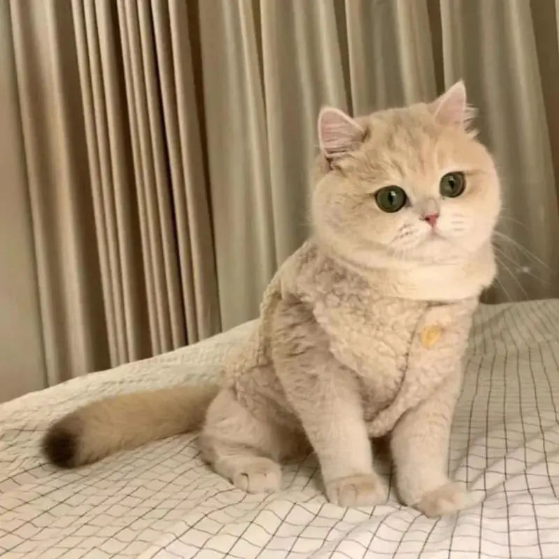 Quần Áo Cho Mèo, Áo Vest Lông Cừu Ấm Áp, Mềm Mại Và Ấm Cúng, Áo Nỉ Lông Cừu Ấm Áp Cho Mùa Đông, Áo Khoác Cho Chó Con Và Mèo Con, Áo Khoác Cho Thú Cưng, Trang Phục Sphynx, Áo Len
