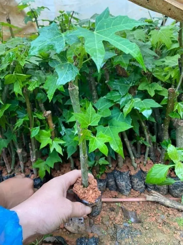 COMBO 10 BẦU RAU Bina Chaya ( Đu Đủ Nhật ) trưởng thành, rễ ổn định. Cho rau ăn chỉ sau 1 tháng và thu hoạch quanh năm