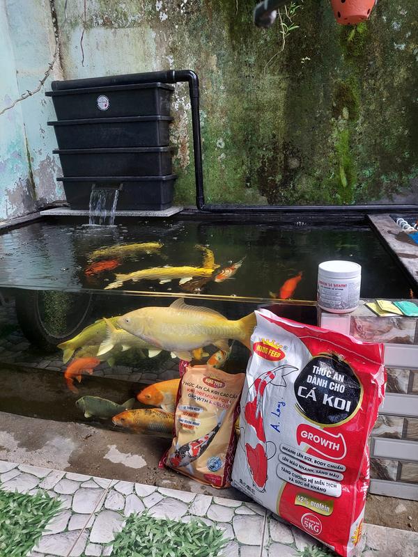Thức ăn siêu đạm cho chép sư tử King Feed 45% đạm gói 1kg 3