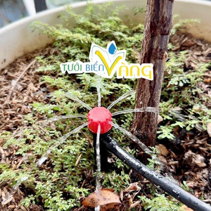 Tưới Biển Vàng