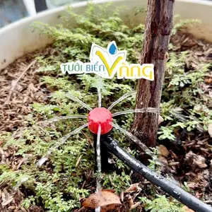 Tưới Biển Vàng