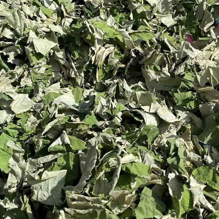 Lá Sen Khô đóng túi 1kg đây ạ