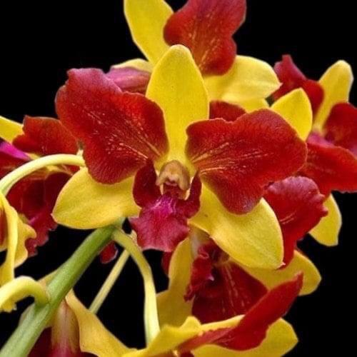 Dendro đột biến 3 vàng 3 đỏ - Shop Hoa Lan KIMAN 4