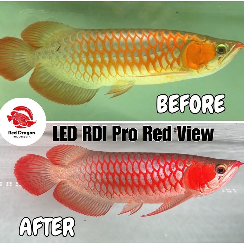 Đèn led cá rồng RDI RED PRO VIEW hỗ trợ lên màu cho huyết long và kim long, đủ mọi kích thước
