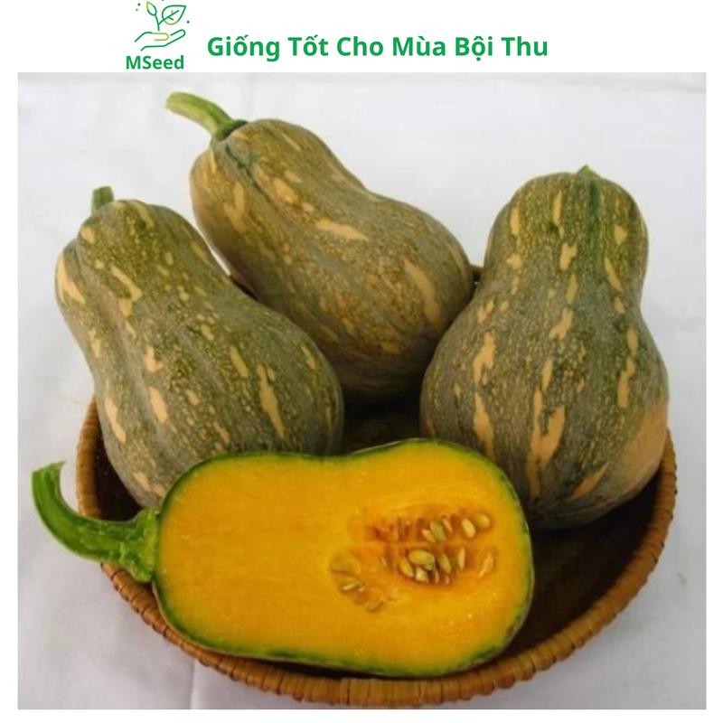 Hạt giống Bí Đỏ Hạt Đậu, Bí Đỏ Hồ Lô cao sản siêu trái - MSeed