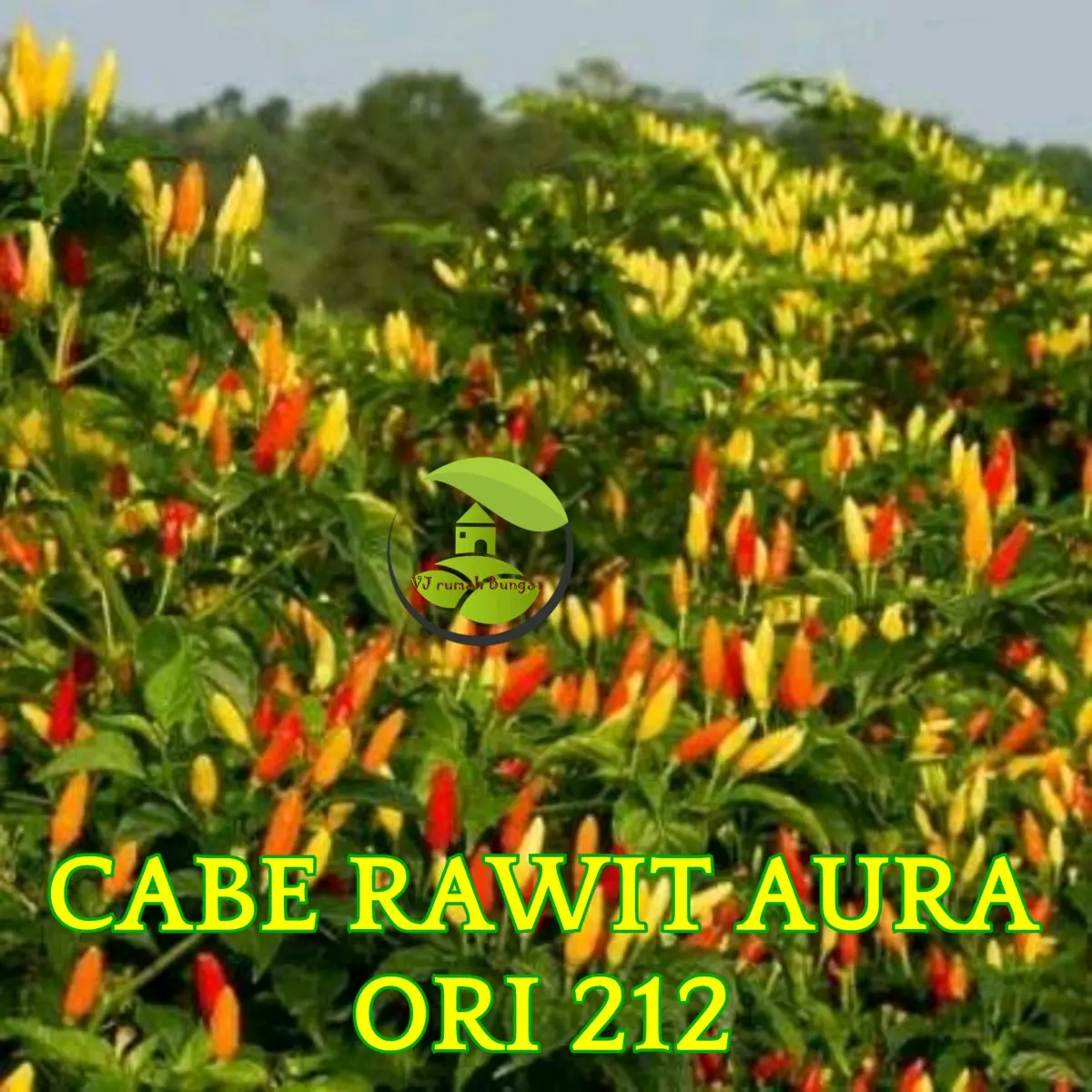 cabe viral ori212