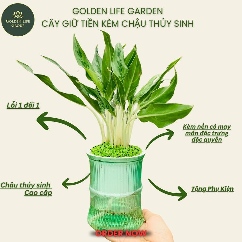Cây Giữ Tiền Trồng thuỷ sinh chậu nhựa cứng - cây trang trí để bàn - giao chậu ngẫu nhiên Decor Phòng tết phong thuỷ