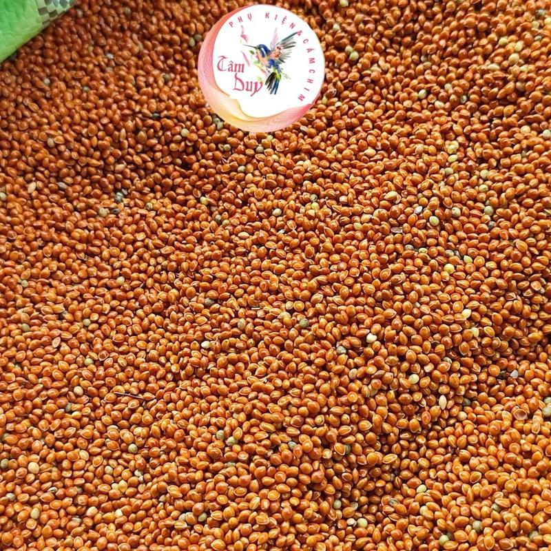 Hạt Kê Đỏ Lớn Cho Chim Cu Gáy+Yến Phụng +Vet+Thức ăn cho chim