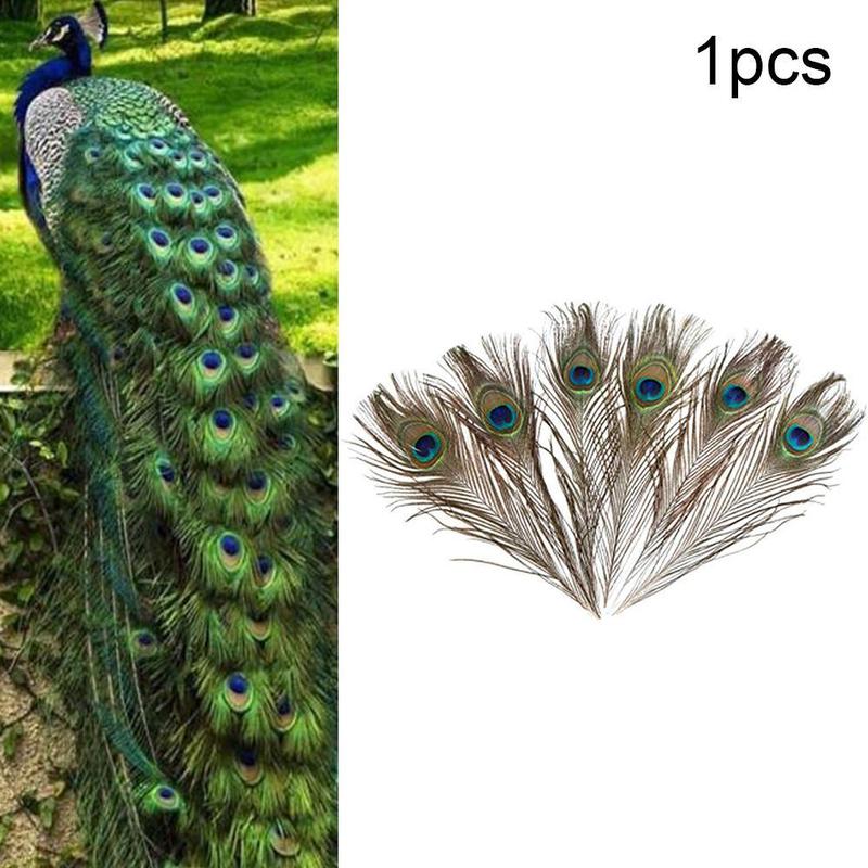Lông Con Công, Chất Lượng Cao, Lông Đuôi Con Công, R0G9 8
